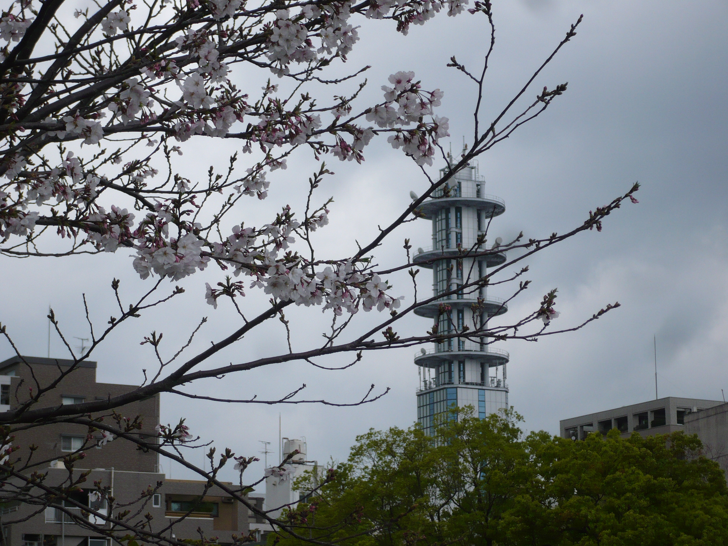 A blossom-covered branch of a sakura (cherry blossom) tree in front of an unusual Jetsons-style building spire in Kagoshima, Japan