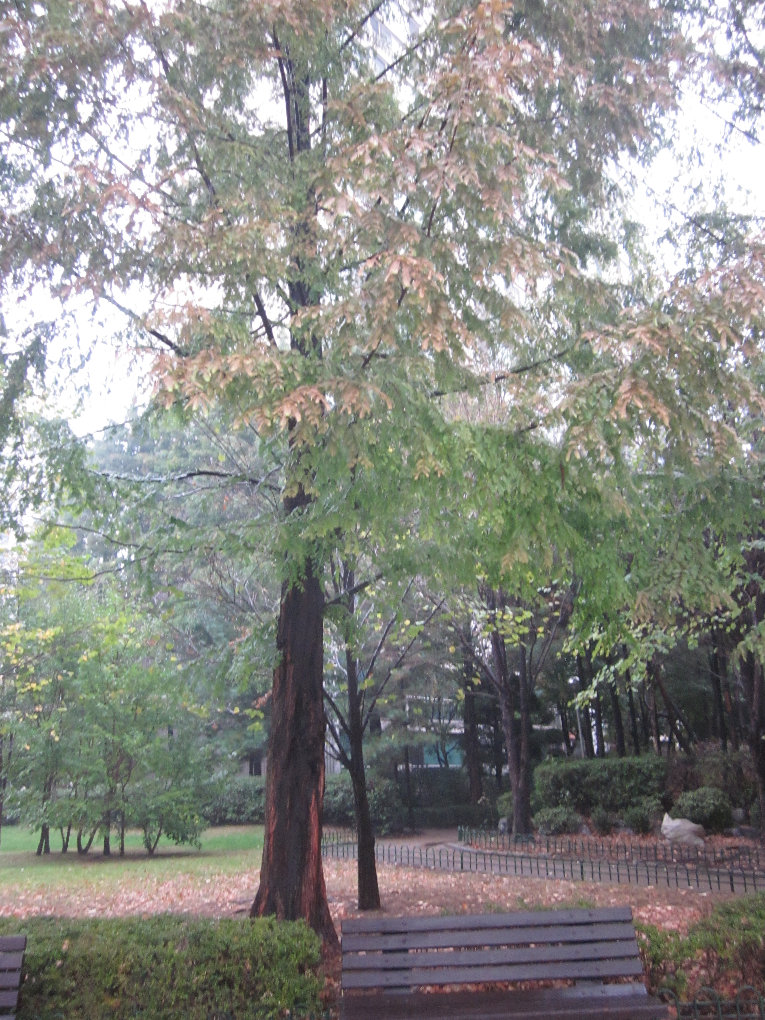 A dawn redwood tree (metasequoia) in a park in suburban South Korea, with its striking red bark and some of the deciduous needles already changing to brown