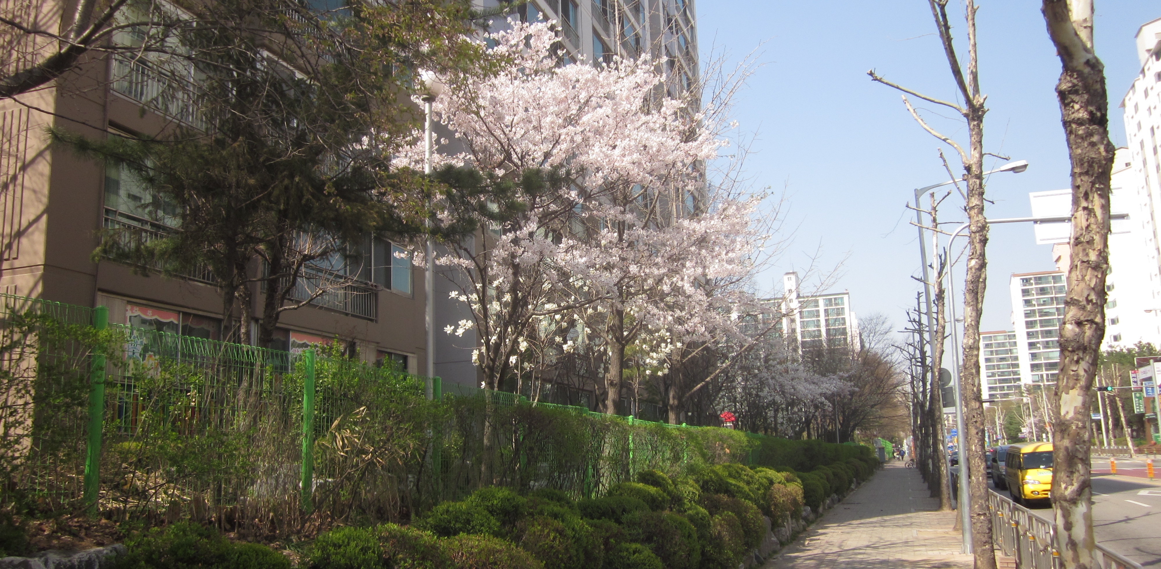 A picture along an avenue with some trees in front of a high-rise apartment building to the left, one of which is in full, pink-colored bloom