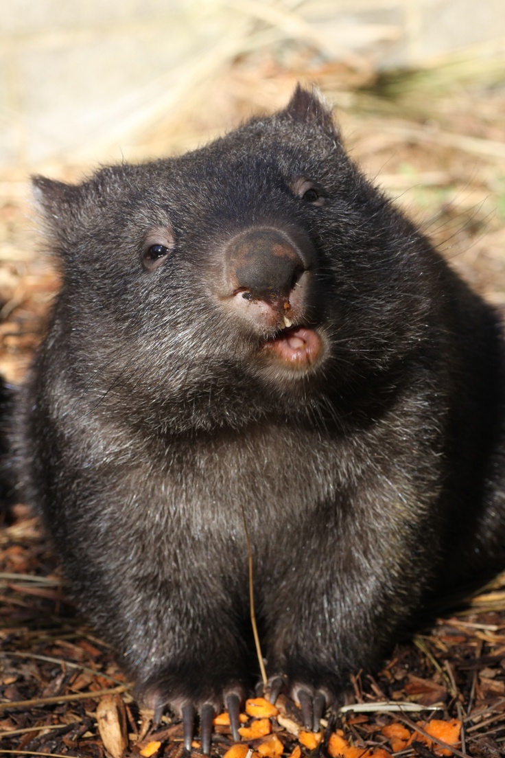 Cute_wombat