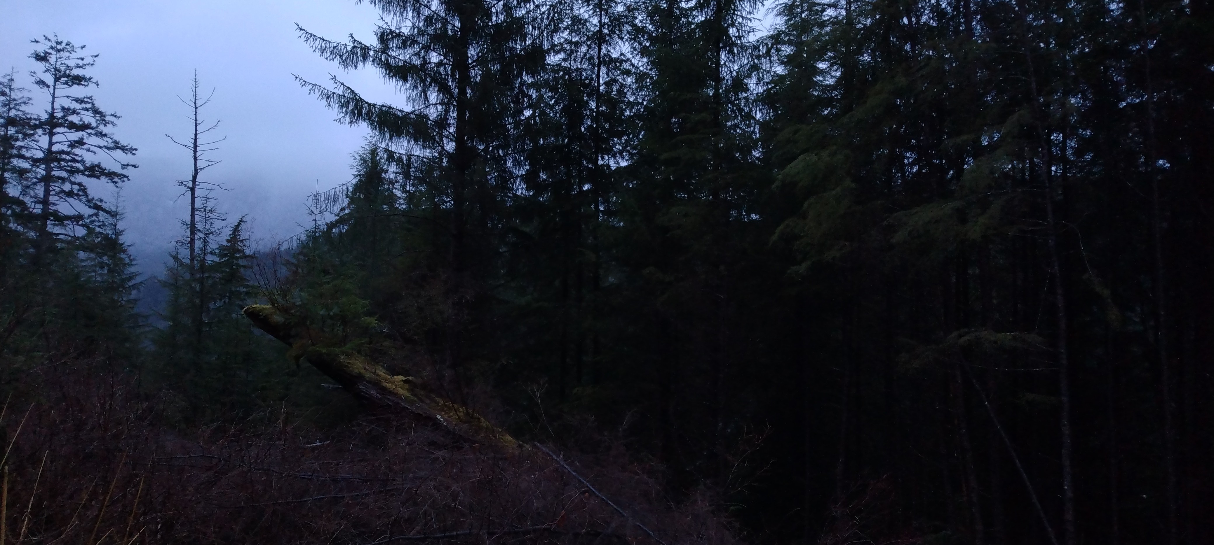 Trees in a forest, one snag (dead tree) sticking up noticeably. All shrouded in mist.