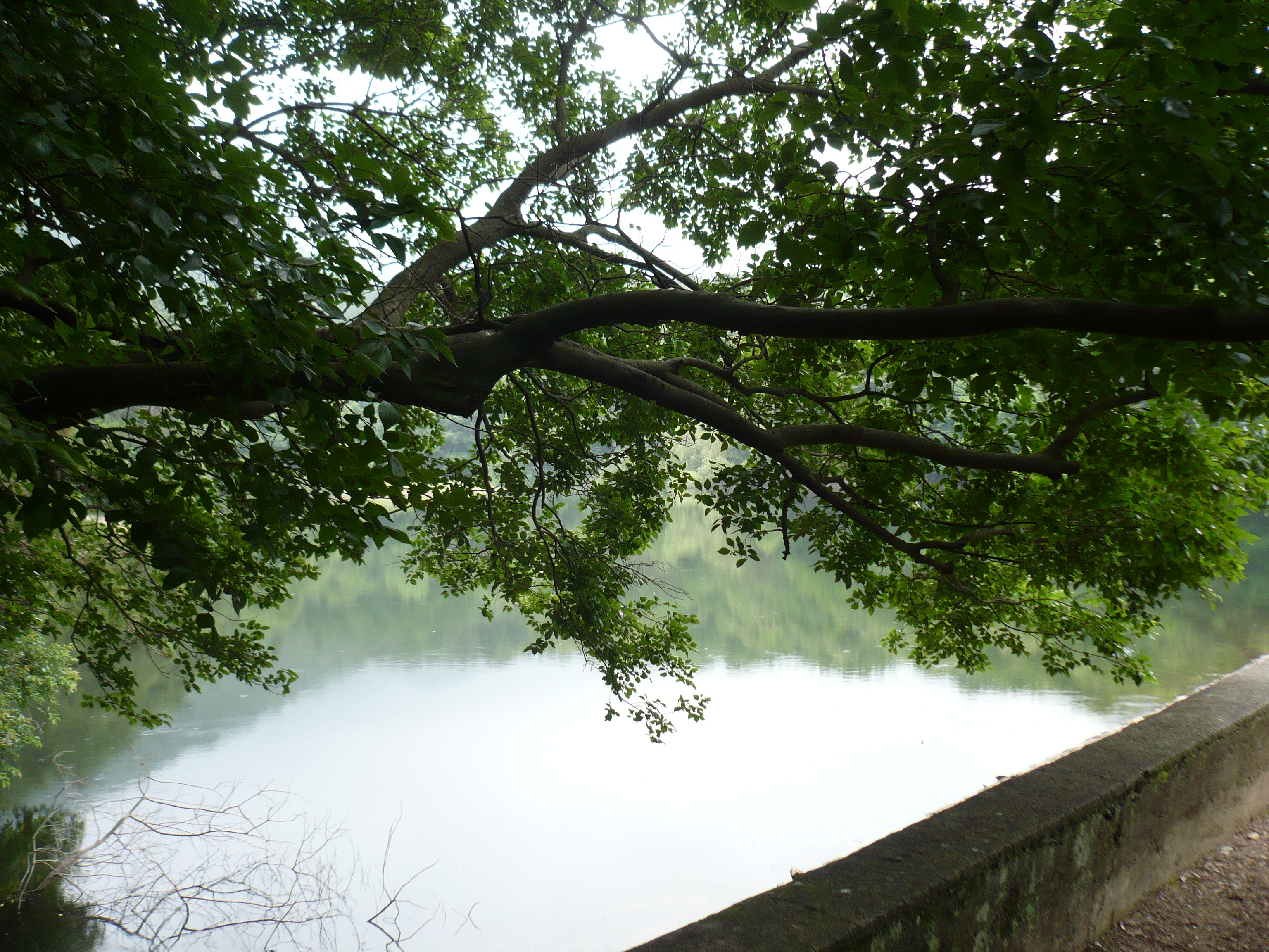 An old, thick tree branch with lots of greenery, overhanging still green water, the top edge of a concrete wall in the foreground