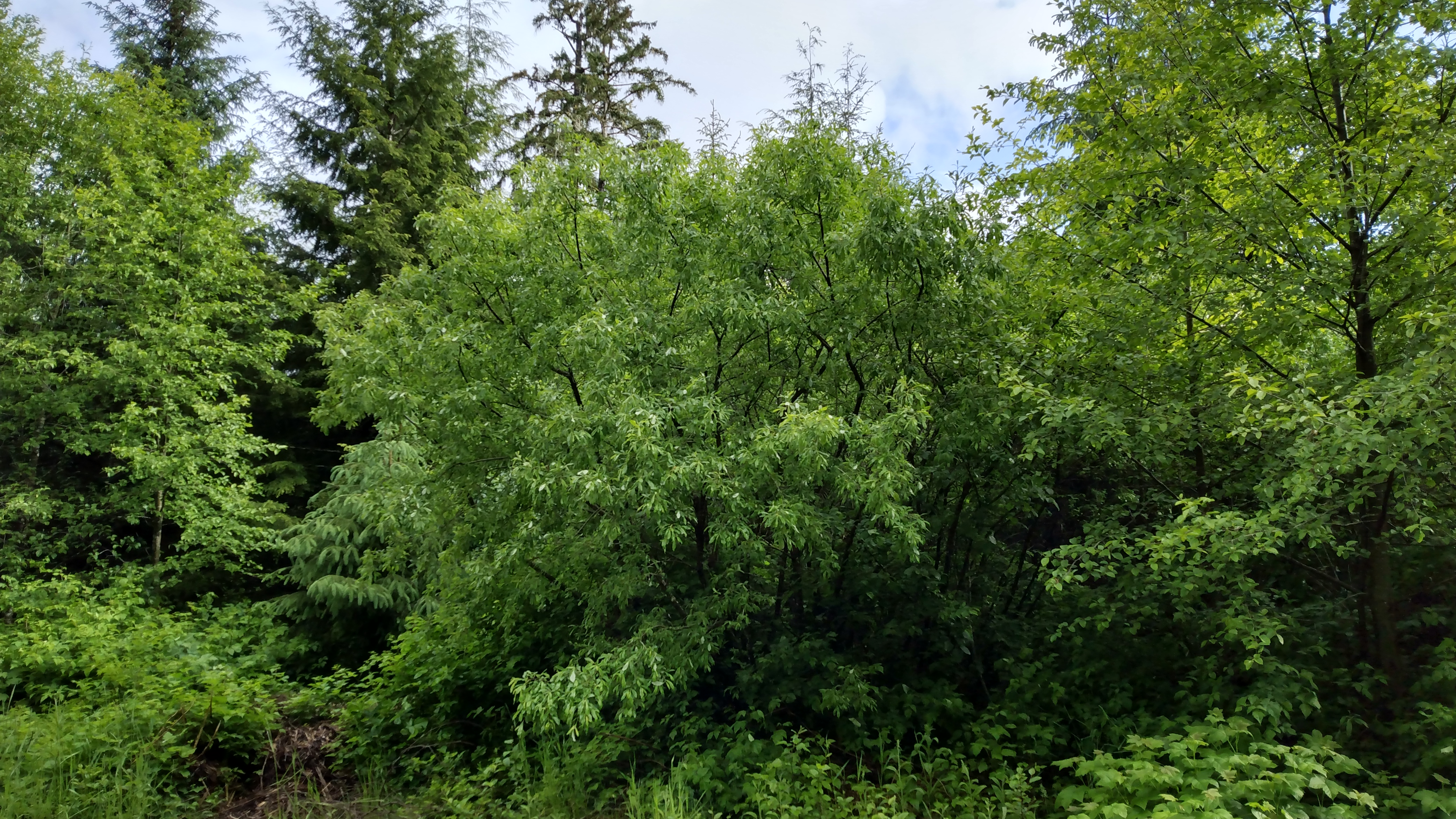 The roundish profile of the pussy-willow tree in center, blending in with other species of tree on either side into an undifferentiated panorama of green
