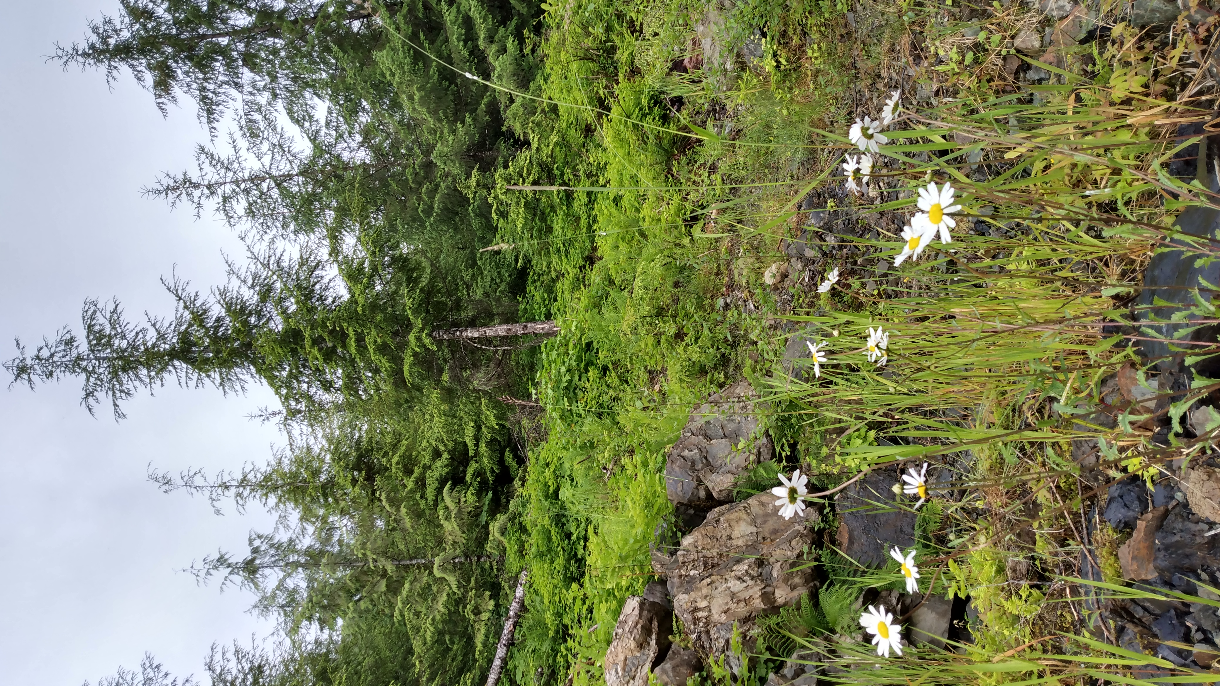 Some daisies on a rocky hillside with other grass and shrubs, and some conifer trees farther up the hill in the background