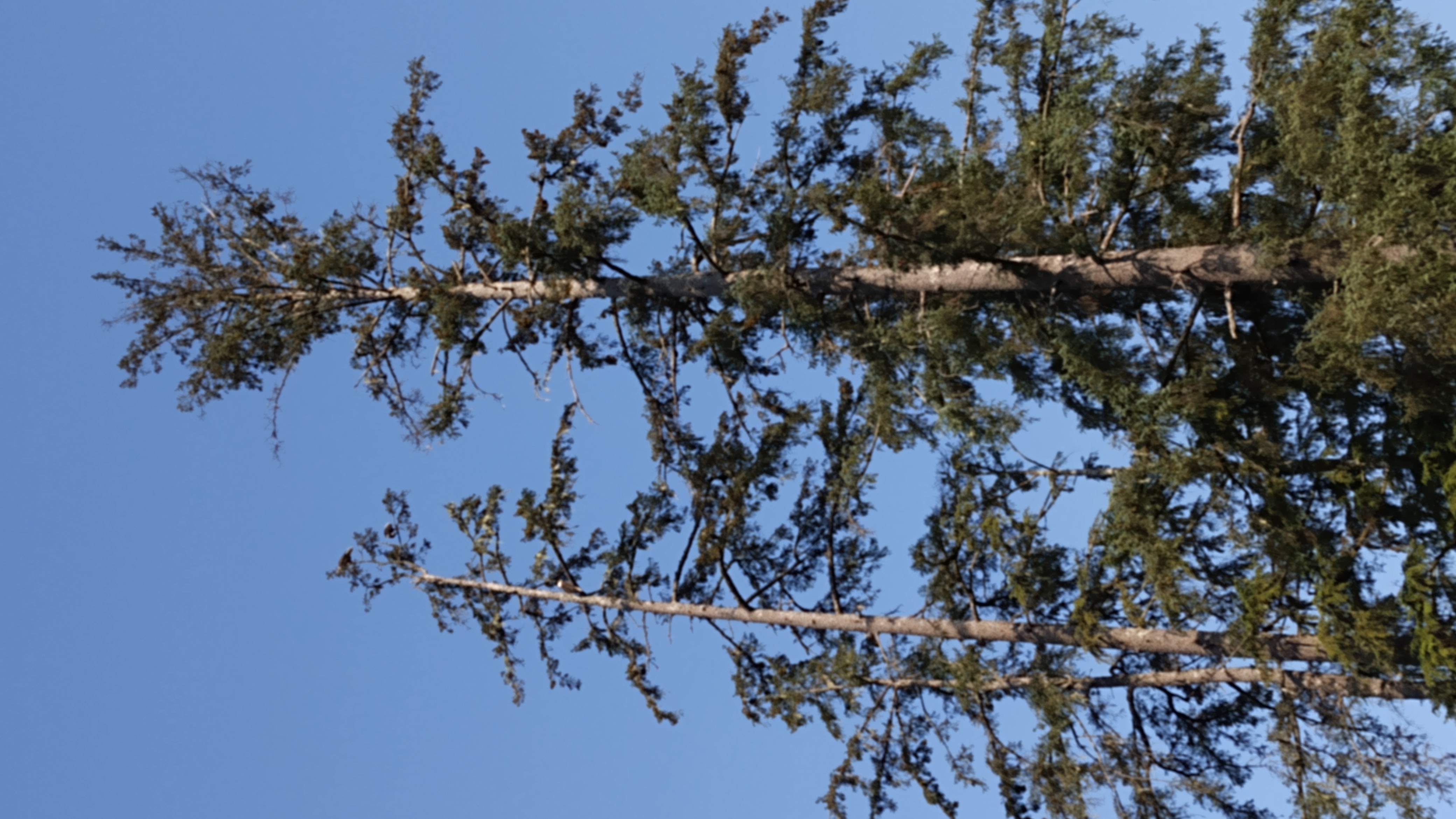 Two tall conifers (Sitka spruce or western hemlock), the one on the left is a bit shorter, but it is possible make out three bald eagles lounging in the uppermost branches of the tree