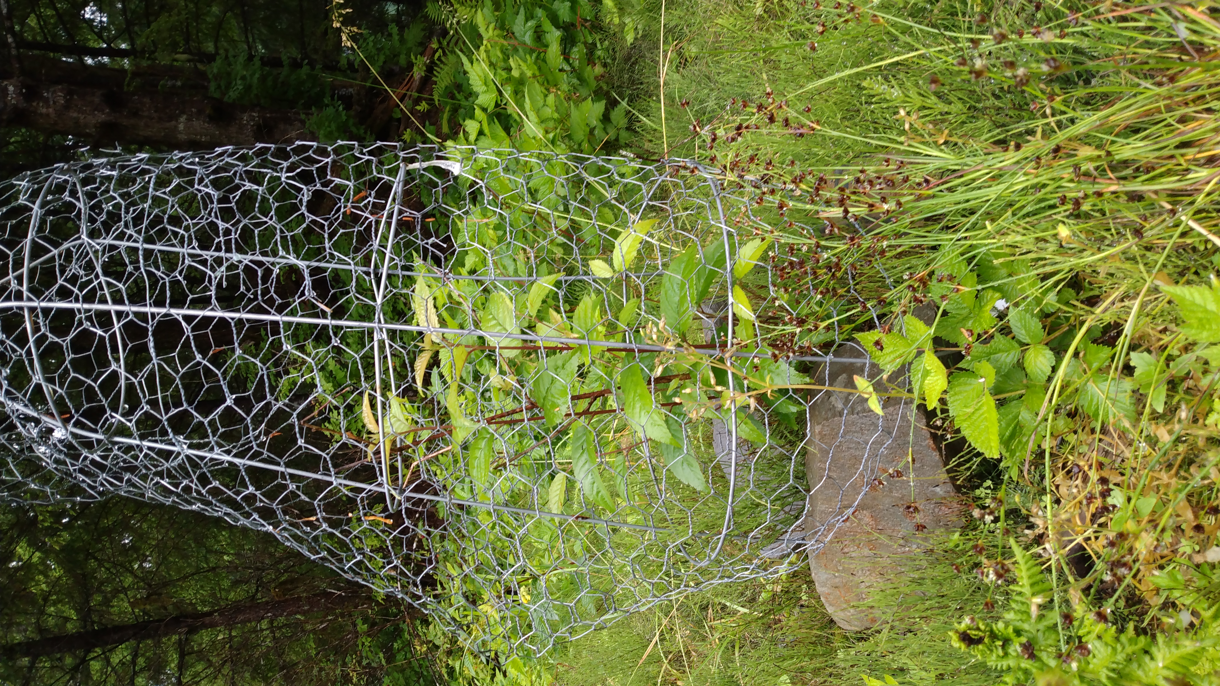 A foot-high cherry tree inside a chicken-wire enclosure, with other weeds and shrubs nearby and larger trees in the middle distance behind. All is green