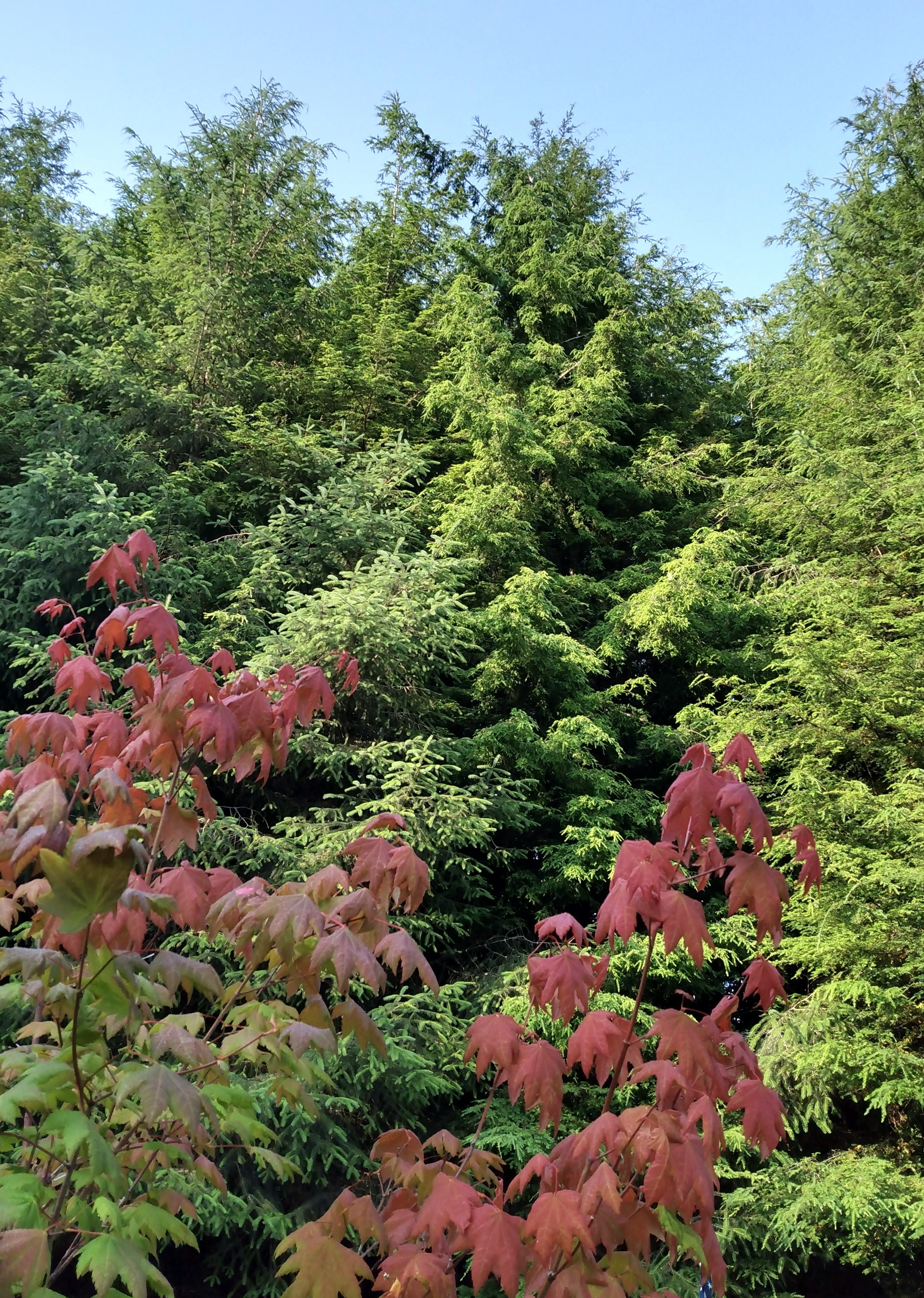 A background of green trees, mixed conifers and deciduous, but in the foreground a few branches of a maple with all the leaves changed to flame-red