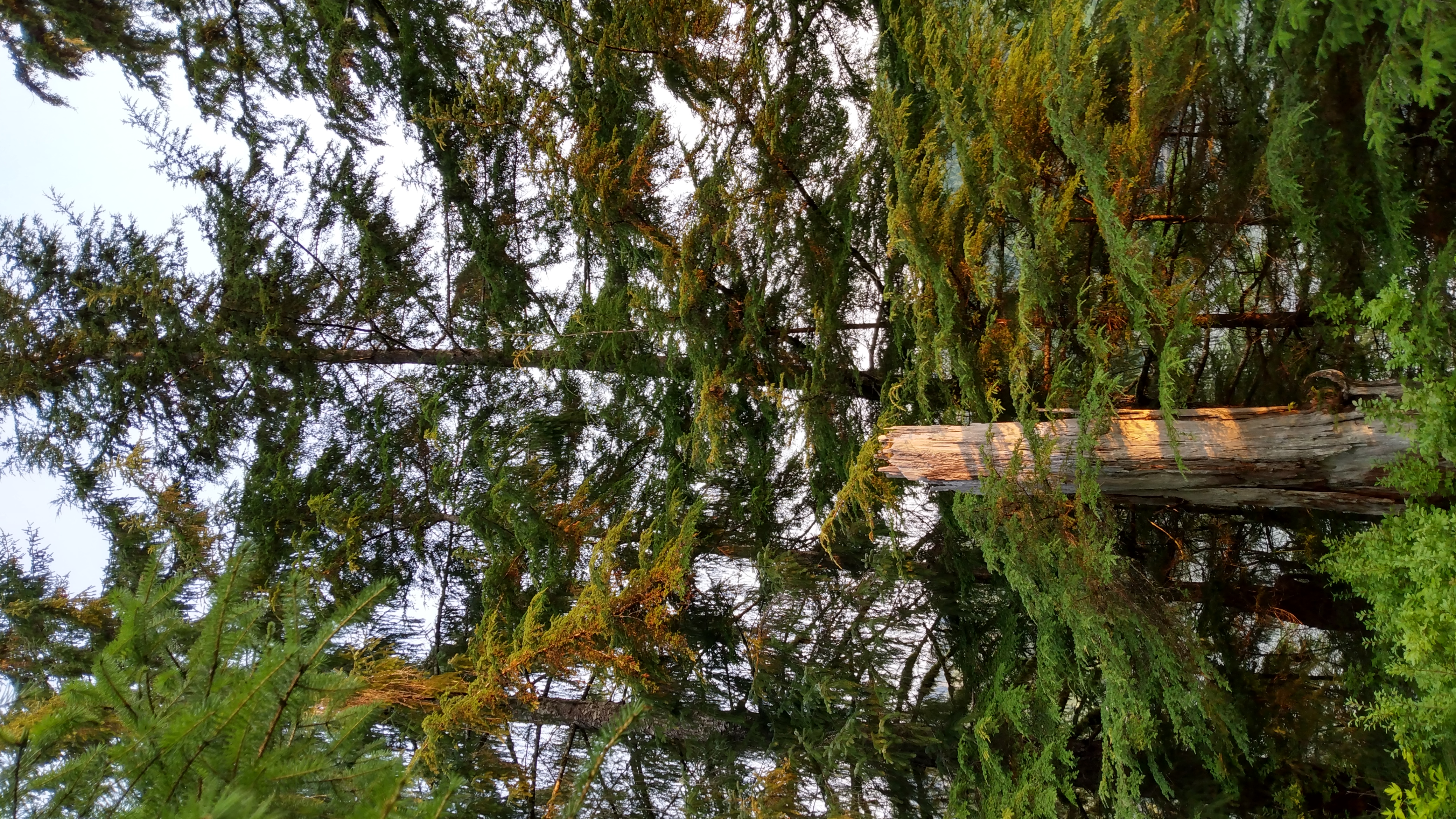 A tree snag (tall dead stump) with orange-yellow sunlight, and other conifers surrouding
