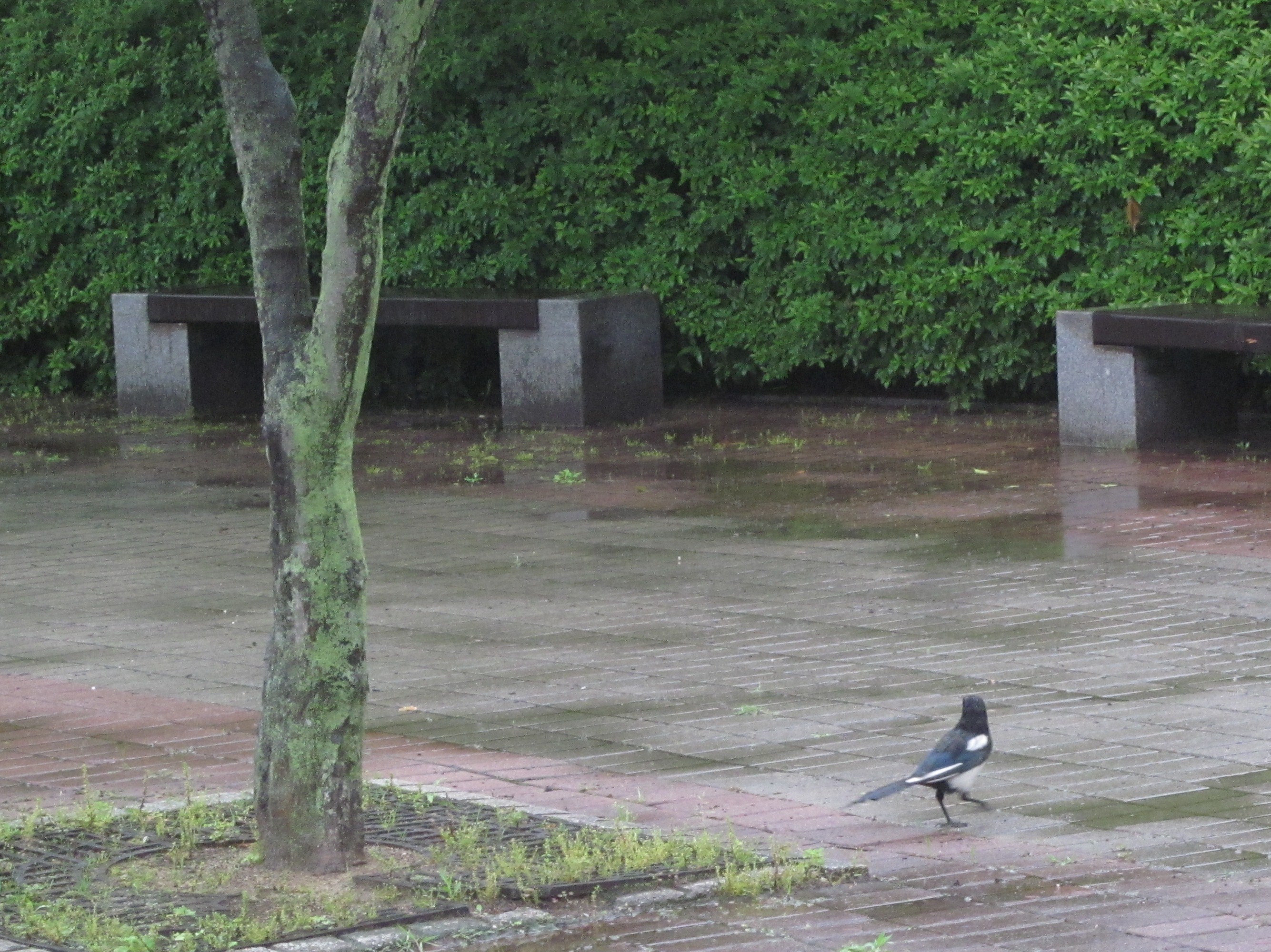 A rainy sidewalk area with a tree trunk and a magpie