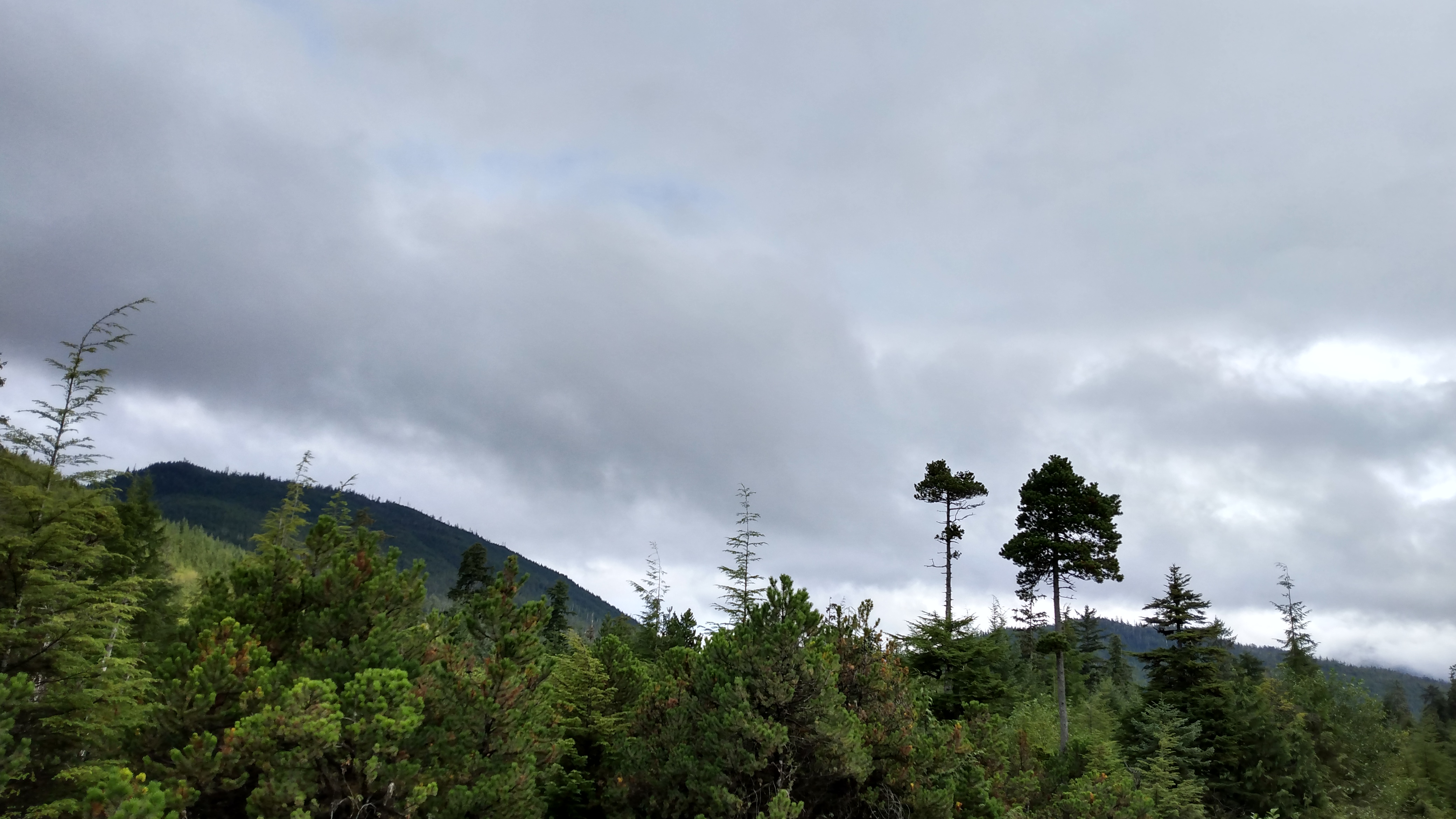 A panorama of trees with some (a few pines) sticking up higher than others, under cloudy skies